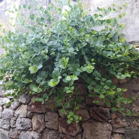 Jelsa Jelsa (Hvar)